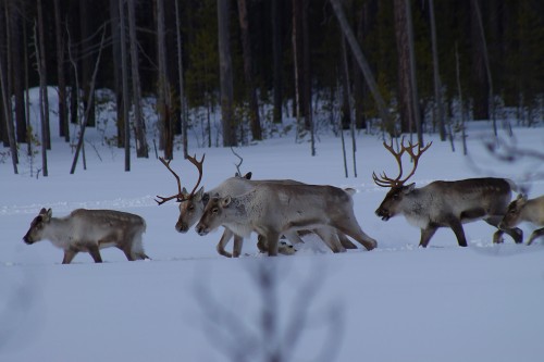 Wild reindeers in Komi