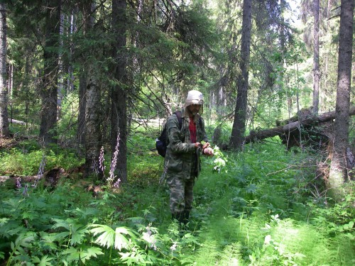  Alexei Kravchenko enjoying rich vegetation along a brook in old-growth spruce-dominated forest.